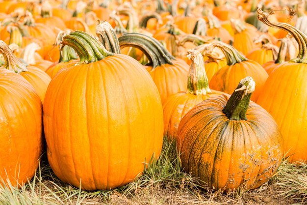 Patch de citrouille aux beaux jours d'automne.