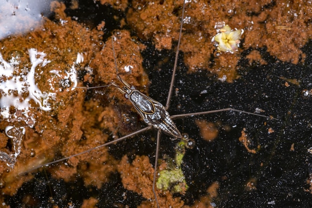 Photo patineur à rayures adultes du genre limnogonus