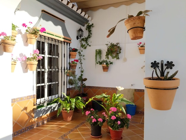 Patio andalou plantes en pot fleurs