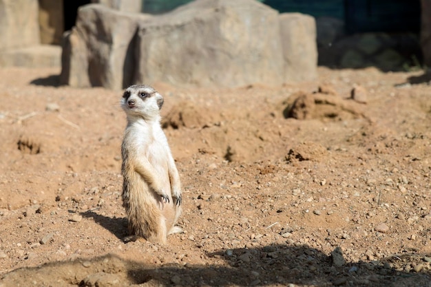 Une patrouille de suricates inspecte la zone à la recherche d'un danger