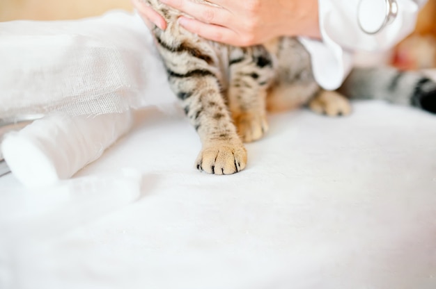 Patte de chat au gingembre sur le sol.