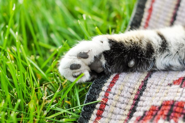 Patte de chat contre sur l'herbe verte