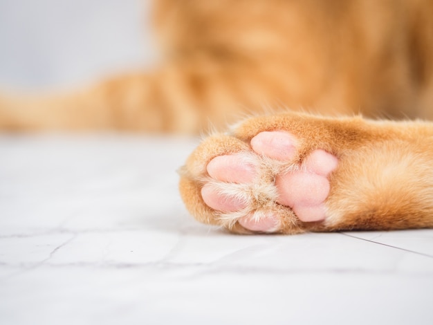 Patte de chat mignon gros plan sur marbre blanc