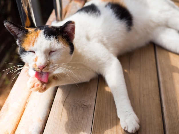 Patte de chat mignonne chat sur plancher en bois