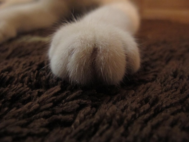 Patte de chat sur le tapis