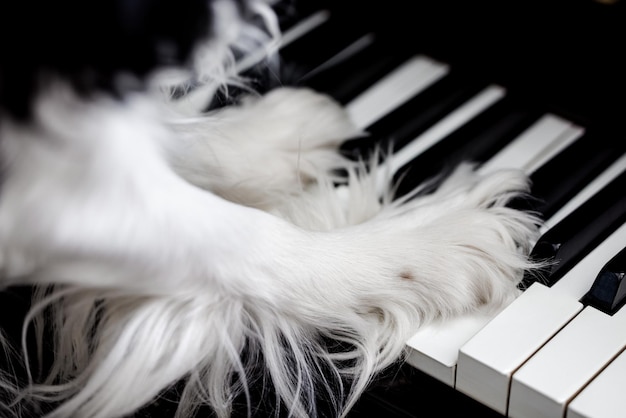 La patte d'un chien épagneul sur les touches du piano à la maison. Concept de chien mignon.