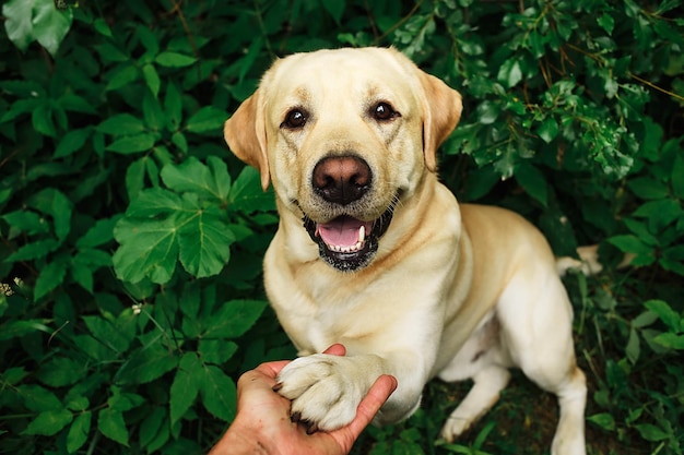 Patte de chien et main humaine faisant une poignée de main