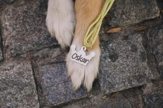 Photo une patte de chien avec le nom 