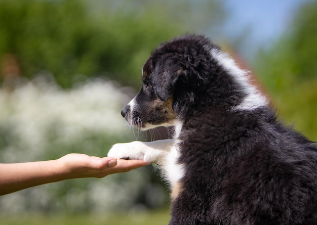 Patte dans les mains