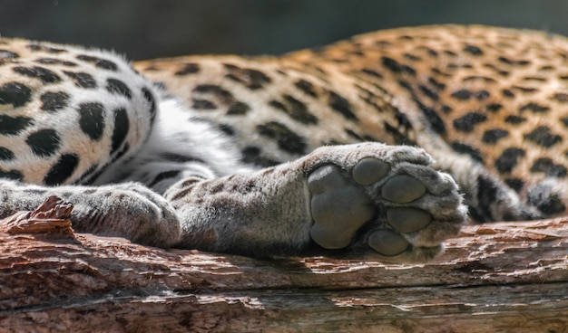 patte de léopard (Panthera pardus) sur bûche de bois,