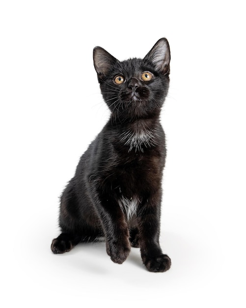 Patte de levage de chaton curieux noir mignon