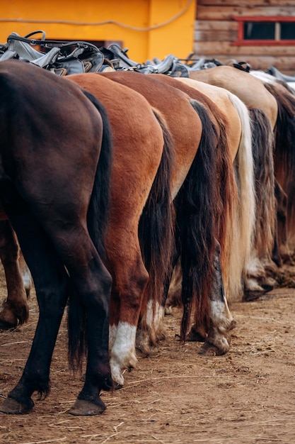 Les pattes arrière d'un cheval dans une ferme