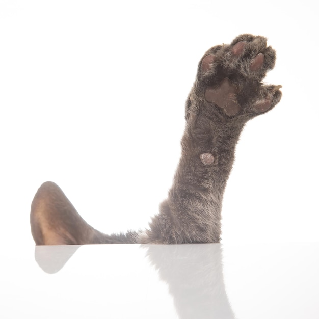 Les pattes avant de ce chat sur un gros plan de fond blanc