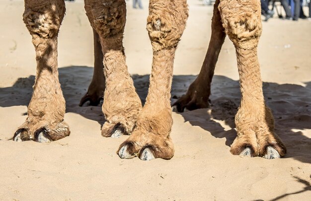 Photo des pattes de chameau en gros plan sur un fond de sable