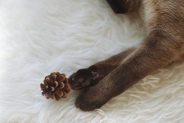 Pattes de chat à l'ananas