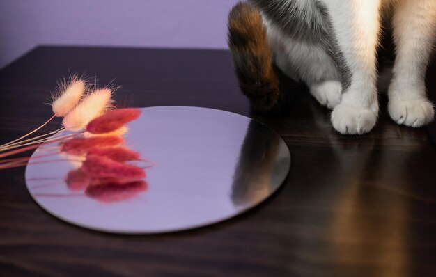 Pattes de chat assis sur la table