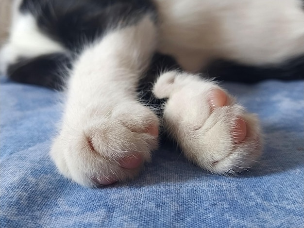 Les pattes d'un chat noir et blanc se bouchent Le chaton dort sur une couverture bleue avec ses pattes