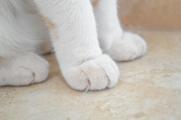 Des pattes de chat sur le sol à la maison