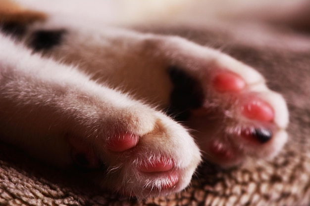 Pattes d'un chaton endormi sur un tapis