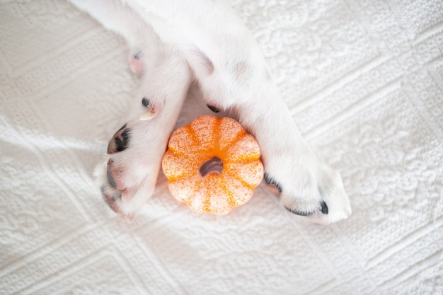 Pattes de chien blanc avec une citrouille.