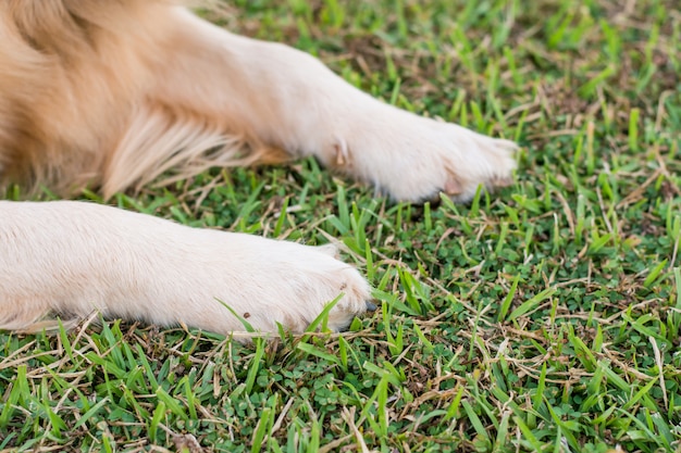 Pattes de chien dans l&#39;herbe verte.