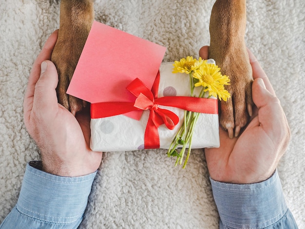 Pattes de chien mains mâles et boîte-cadeau