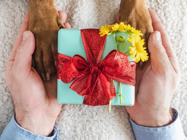 Pattes de chien mains mâles et boîte-cadeau