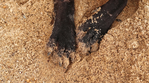 pattes de chien noir sur le sable