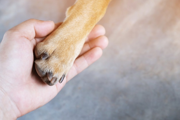 Pattes de chien avec une tache en forme de coeur et de main humaine