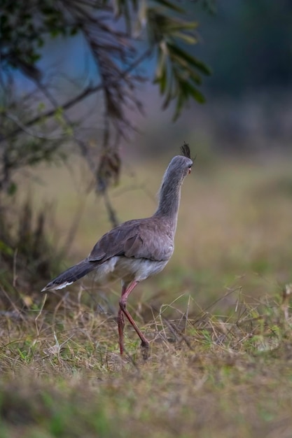 Pattes rouges Seriema Pantanal Brésil