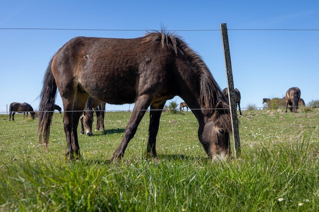 Pâturage des chevaux dans un champ