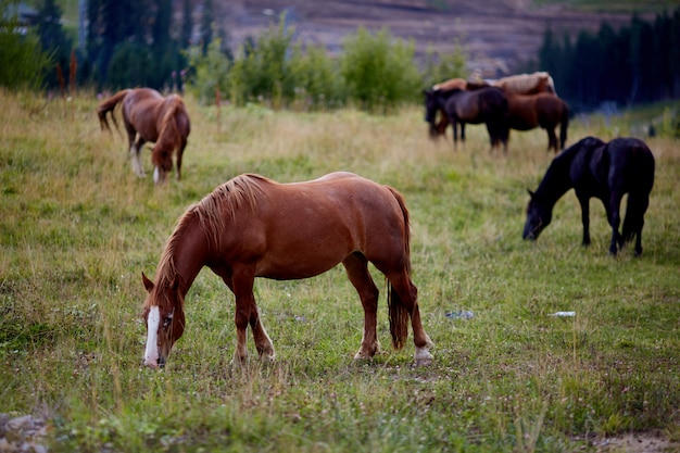 Le Pâturage Des Chevaux Est Un Pâturage Vert.