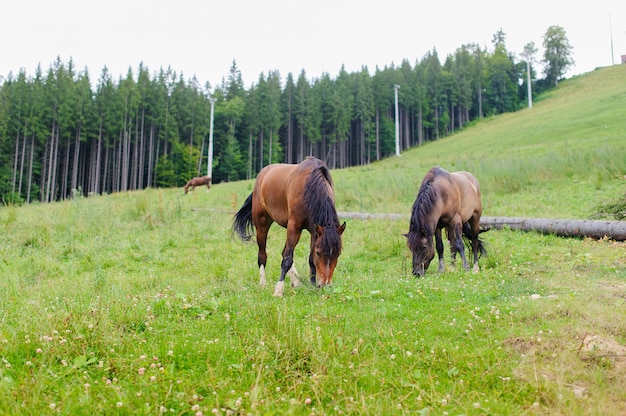 Pâturage des chevaux à flanc de colline