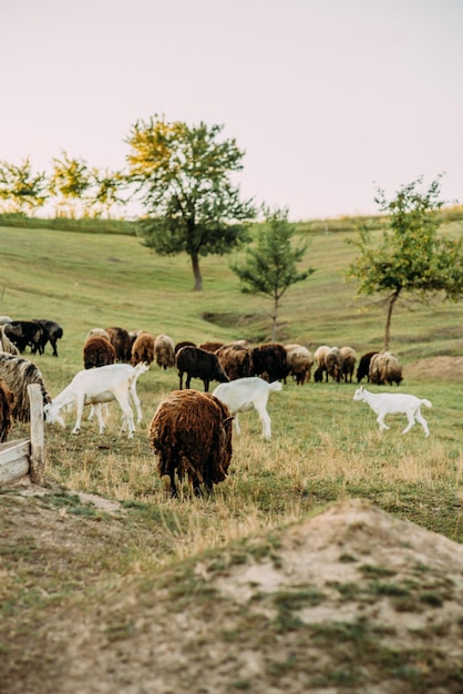 Pâturage de chèvres et de moutons