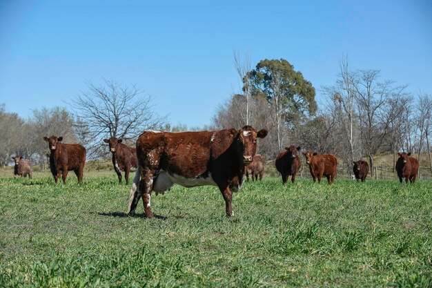 Le pâturage du bétail dans la campagne de la pampa La Pampa Argentine