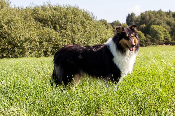 Photo le pâturage de l'herbe sur un champ herbeux