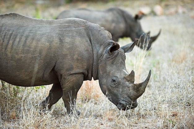 Le pâturage sur l'herbe de la savane Photo de deux rhinocéros dans leur habitat naturel