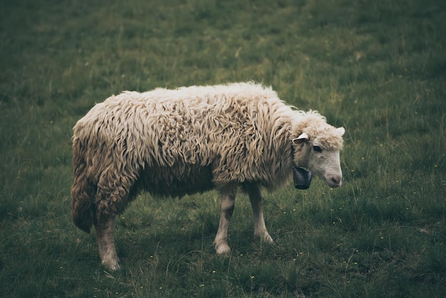 Pâturage de moutons blancs