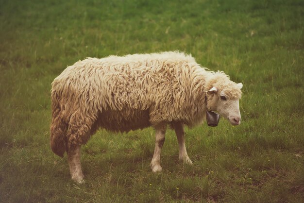 Pâturage de moutons blancs