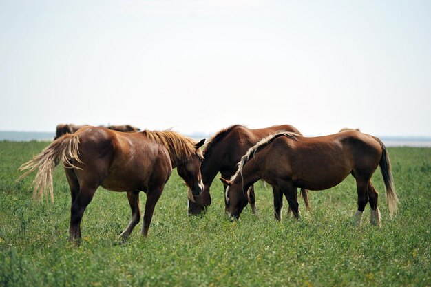 Pâturage pour chevaux à l'extérieur sur fond d'arbres et de ciel