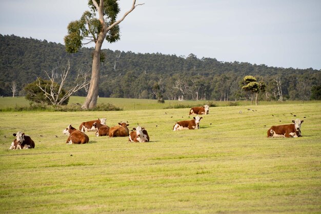 Photo le pâturage des vaches et du bétail en australie