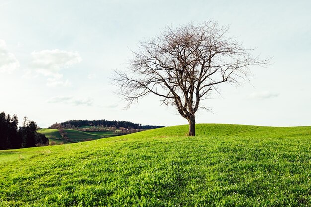 Un pâturage vert avec de l'herbe luxuriante un arbre