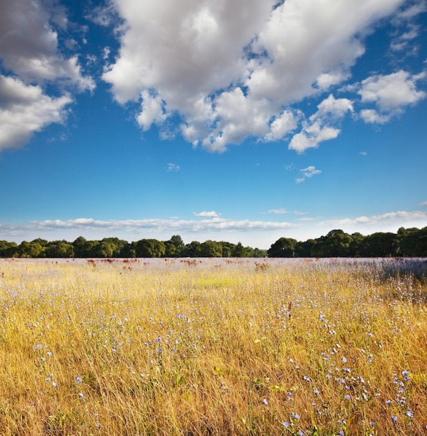 Photo pâturages d'été