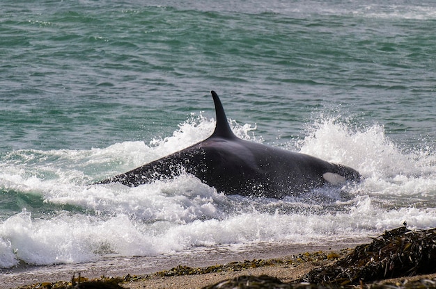 Épaulard Orca chassant un petit lion de mer Péninsule Valdès Patagonie Argentine