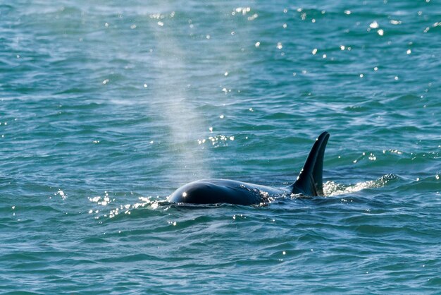 Épaulard Orca chassant un petit lion de mer Péninsule Valdès Patagonie Argentine