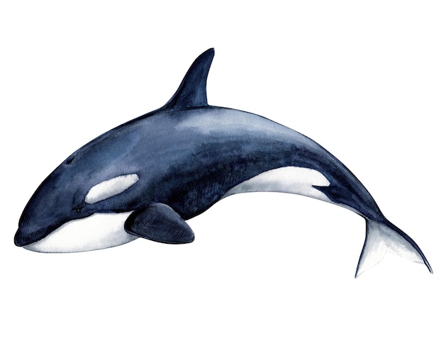 Épaulard Orcinus orca illustration aquarelle réaliste