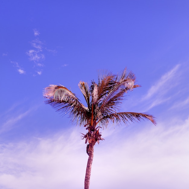 Paume. Ambiance mode tropicale. les îles Canaries