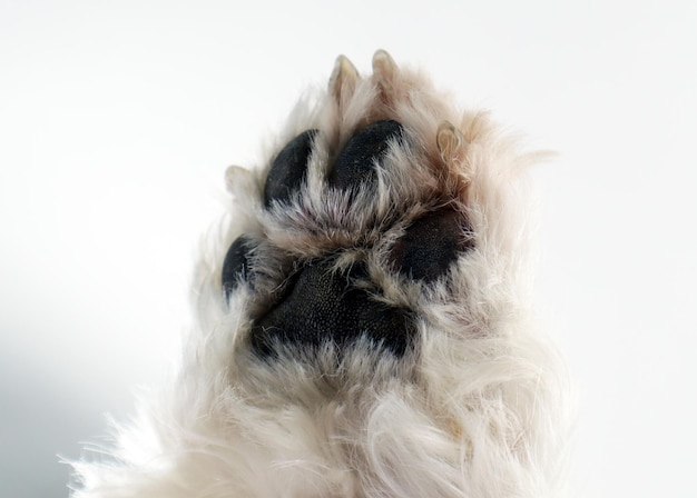 Paume d'un chien moelleux blanc avec des coussinets et des griffes en gros plan sur un fond blanc