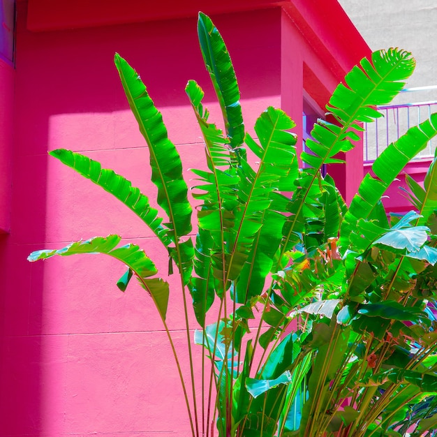 Paume sur le mur de fond rose. Plantes sur concept rose