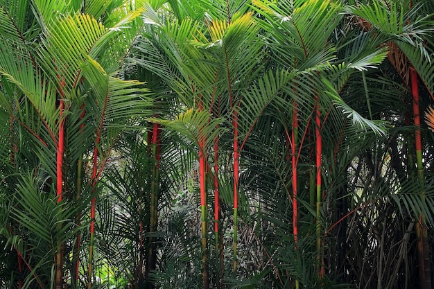 Paume de rouge à lèvres en Thaïlande